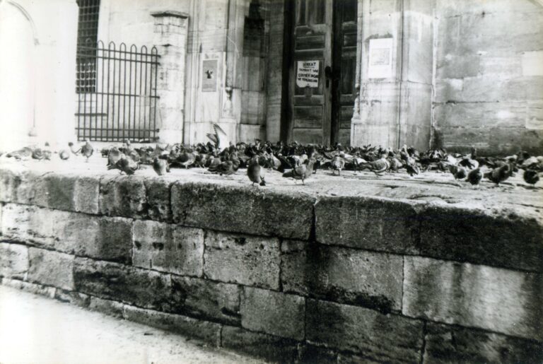 Mosque Birds. Istanbul. 1975